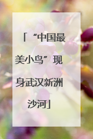 “中国最美小鸟”现身武汉新洲沙河