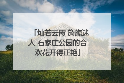 灿若云霞 旖旎迷人 石家庄公园的合欢花开得正艳
