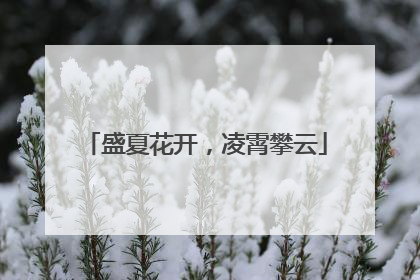 盛夏花开，凌霄攀云