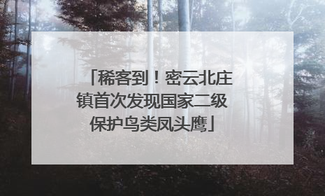 稀客到！密云北庄镇首次发现国家二级保护鸟类凤头鹰