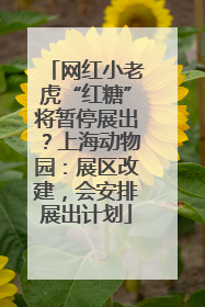 网红小老虎“红糖”将暂停展出？上海动物园：展区改建，会安排展出计划