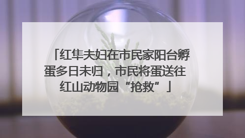 红隼夫妇在市民家阳台孵蛋多日未归，市民将蛋送往红山动物园“抢救”