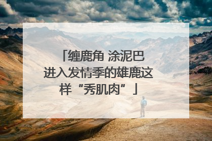 缠鹿角 涂泥巴 进入发情季的雄鹿这样“秀肌肉”