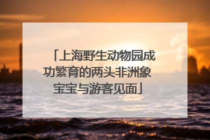 上海野生动物园成功繁育的两头非洲象宝宝与游客见面