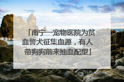 南宁一宠物医院为贫血警犬征集血源，有人带狗狗前来抽血配型