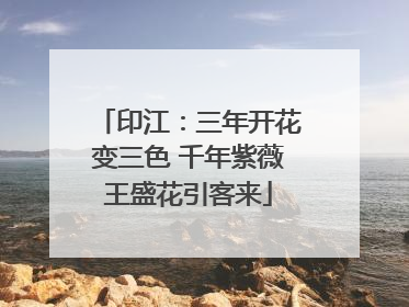 印江：三年开花变三色 千年紫薇王盛花引客来