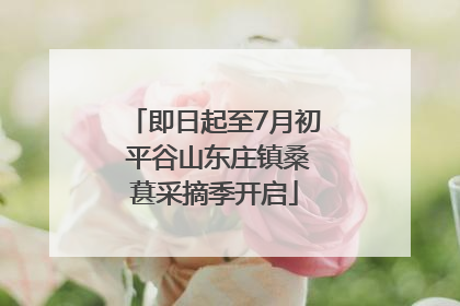 即日起至7月初 平谷山东庄镇桑葚采摘季开启
