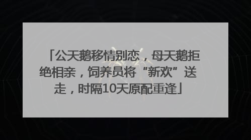 公天鹅移情别恋，母天鹅拒绝相亲，饲养员将“新欢”送走，时隔10天原配重逢