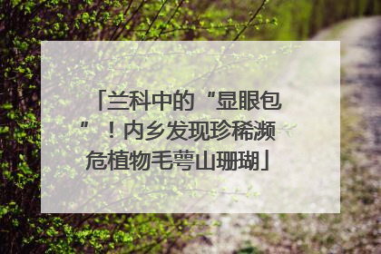 兰科中的“显眼包”！内乡发现珍稀濒危植物毛萼山珊瑚