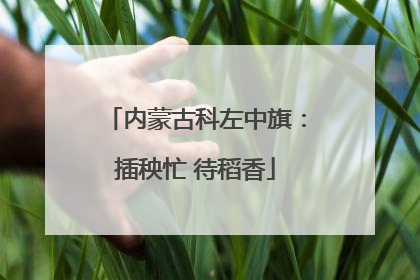 内蒙古科左中旗：插秧忙 待稻香