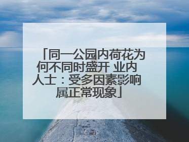 同一公园内荷花为何不同时盛开 业内人士：受多因素影响 属正常现象