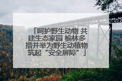 呵护野生动物 共建生态家园 榆林多措并举为野生动植物筑起“安全屏障”