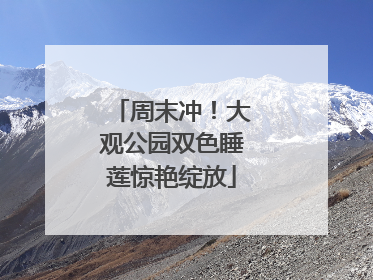 周末冲！大观公园双色睡莲惊艳绽放