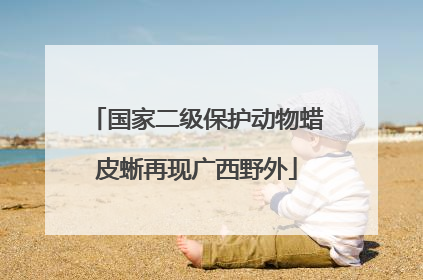 国家二级保护动物蜡皮蜥再现广西野外