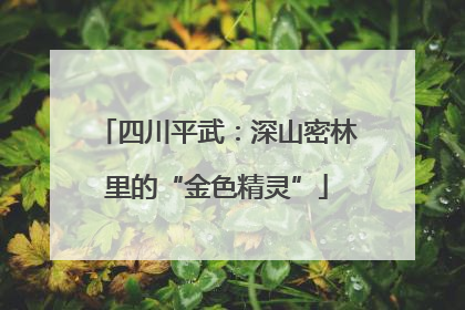 四川平武：深山密林里的“金色精灵”