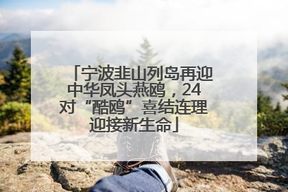 宁波韭山列岛再迎中华凤头燕鸥，24对“酷鸥”喜结连理迎接新生命