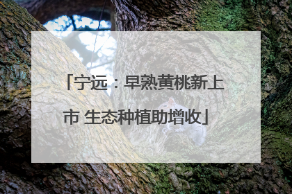 宁远：早熟黄桃新上市 生态种植助增收