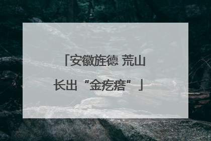 安徽旌德 荒山长出“金疙瘩”