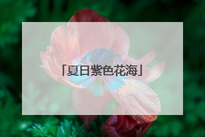 夏日紫色花海