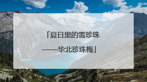夏日里的雪珍珠——华北珍珠梅