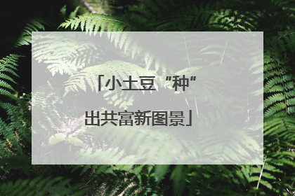 小土豆“种”出共富新图景
