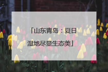 山东青岛：夏日湿地尽显生态美