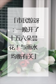 市民惊讶：一晚开了十五六朵昙花！与雨水均衡有关