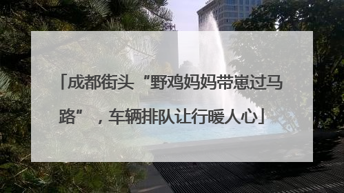 成都街头“野鸡妈妈带崽过马路”，车辆排队让行暖人心