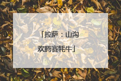 拉萨：山沟欢腾赛牦牛