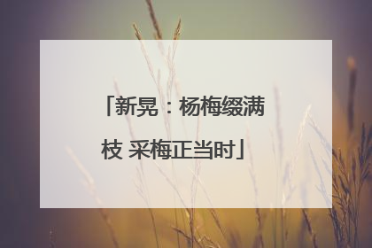 新晃：杨梅缀满枝 采梅正当时