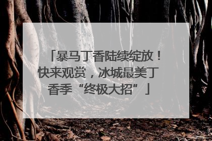 暴马丁香陆续绽放！快来观赏，冰城最美丁香季“终极大招”