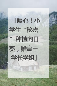 暖心！小学生“秘密”种植向日葵，赠高三学长学姐