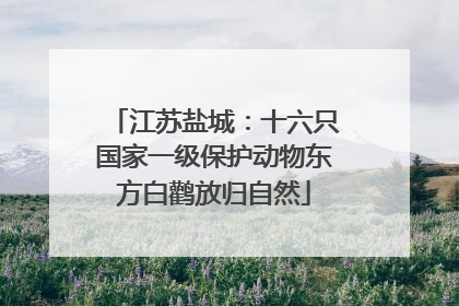 江苏盐城：十六只国家一级保护动物东方白鹳放归自然