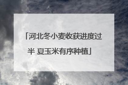 河北冬小麦收获进度过半 夏玉米有序种植