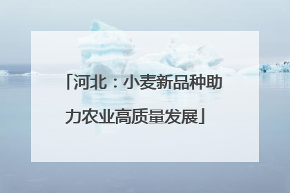 河北：小麦新品种助力农业高质量发展