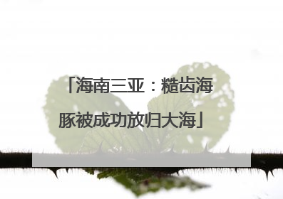 海南三亚：糙齿海豚被成功放归大海