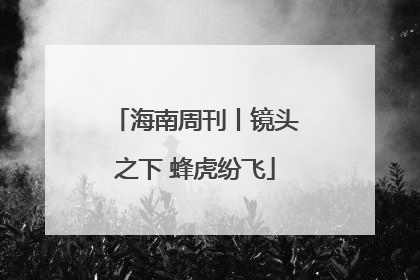 海南周刊丨镜头之下 蜂虎纷飞