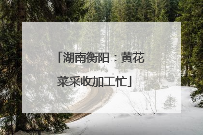 湖南衡阳：黄花菜采收加工忙