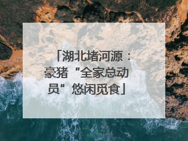 湖北堵河源：豪猪“全家总动员”悠闲觅食