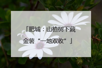 肥城：山楂树下藏金薯“一地双收”