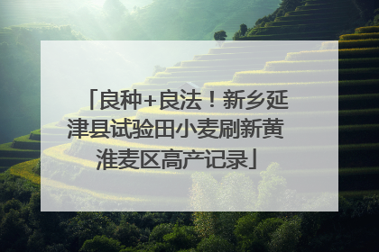 良种+良法！新乡延津县试验田小麦刷新黄淮麦区高产记录