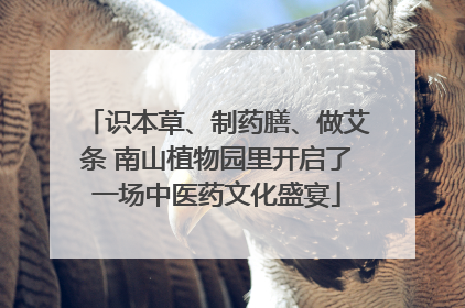 识本草、制药膳、做艾条 南山植物园里开启了一场中医药文化盛宴