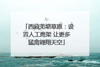 西藏羌塘草原：设置人工鹰架 让更多猛禽翱翔天空