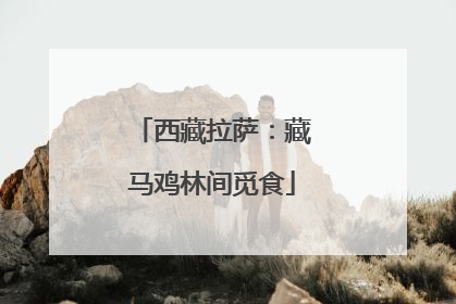 西藏拉萨：藏马鸡林间觅食