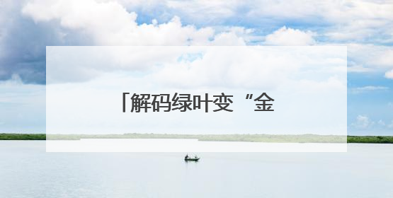 解码绿叶变“金叶”的成长密码
