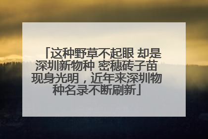 这种野草不起眼 却是深圳新物种 密穗砖子苗现身光明，近年来深圳物种名录不断刷新