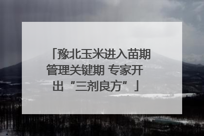 豫北玉米进入苗期管理关键期 专家开出“三剂良方”