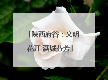 陕西府谷：文明花开 满城芬芳