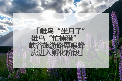 雌鸟“坐月子”雄鸟“忙捕猎” 峡谷旅游路栗喉蜂虎进入孵化阶段
