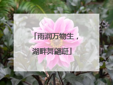 雨润万物生，湖畔舞翩跹
